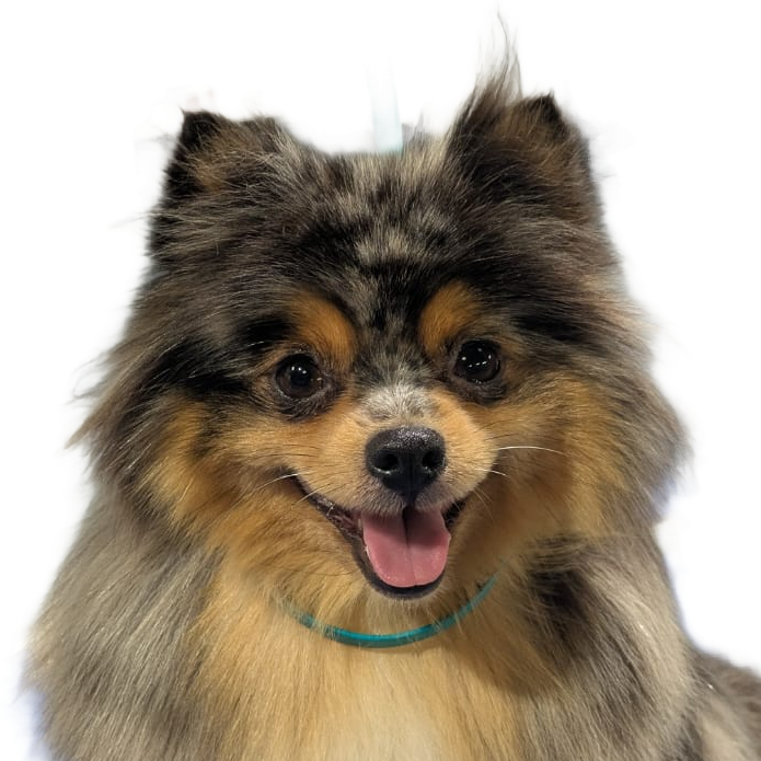 Dog Groomer Stress Free environment